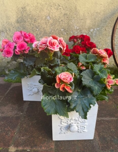 Pianta di begonia diametro 15 con cassetta in legno