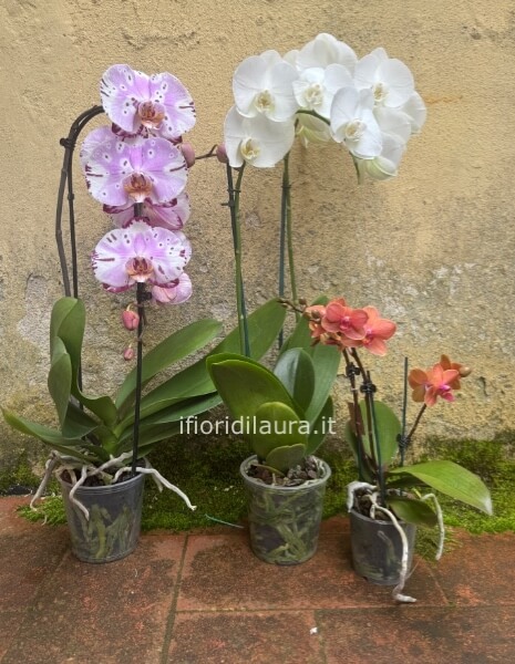 Pianta di Phaleonopsis, diversi colori a richiesta.