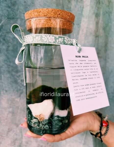 Marimo