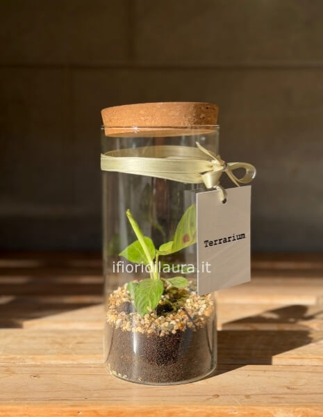 Terrarium piccolo h 20