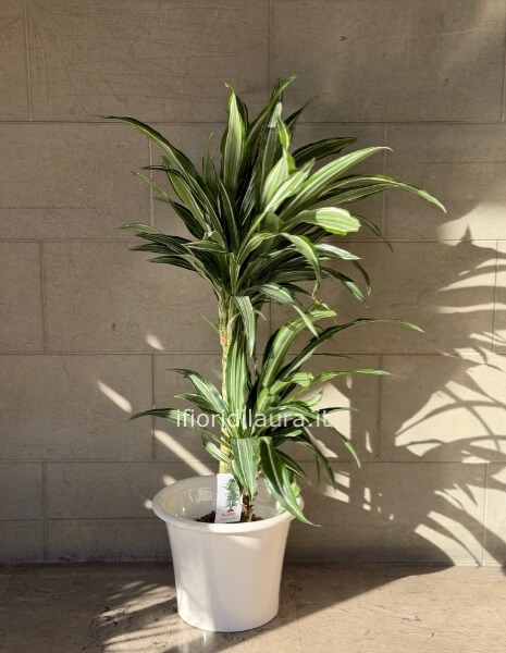 Pianta Dracena